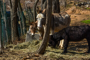 Asinelli nell'entroterra ligure