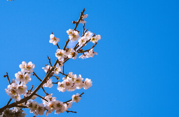 벚꽃 Sakura