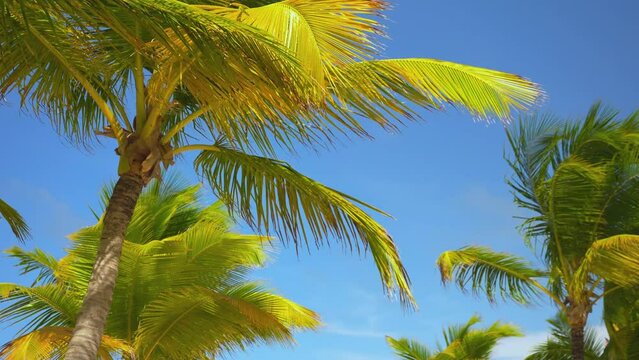 Bright yellow palm leaves and blue sky. Tropical landscape. Palm Maldives beach. Sunbeams on a palm tree.