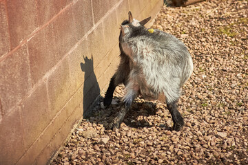 Goat in Blackpool Zoo Childrens Farm chewing it's tail in brick enclosure. 