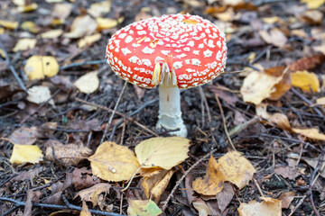 One red fly agaric among the fallen leaves, top view. Handsome mushroom. Toxic and hallucinogen Amanita Muscaria fungus for publication, poster, screensaver, wallpaper, postcard, banner, cover, post