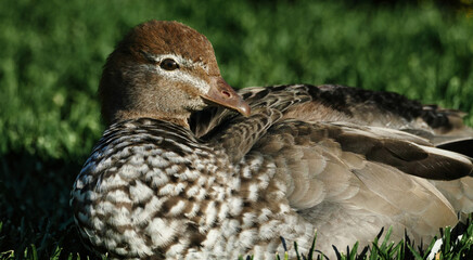 Duck resting on a green field