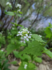 close-up flowers in the forest