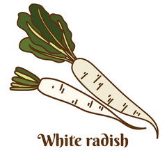 Hand drawn flat cartoon vector illustration of white radish, daikon, Chinese radish isolated on white background