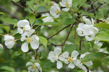Full-color horizontal photo. Small white flowers with a yellow core on a green background....