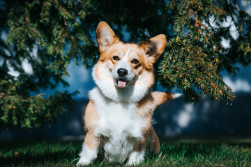 Corgi pembroke portrait. Dog posing outside