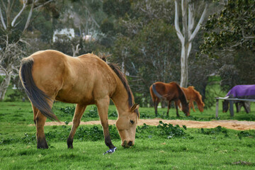 Naklejka na ściany i meble Beige color horse eating grass in green fields