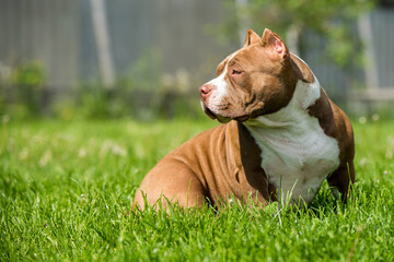 Chocolate color American Bully dog is on green grass