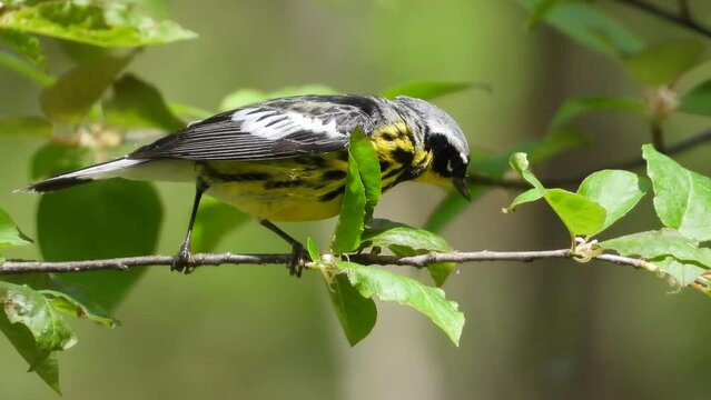 Magnolia Warbler Bird Pecking On Branch Of Tree At Summer. - close up