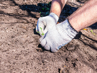 man planting carrots in open ground