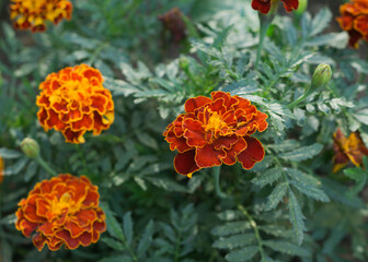 marigold flowers in a garden on green background
