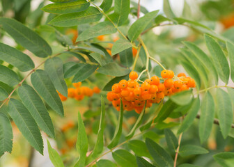 Orange fruits of Sorbus aucuparia 2