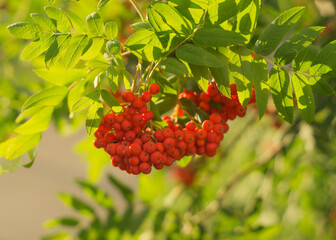 Orange fruits of Sorbus aucuparia