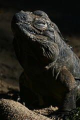 Australian lizard reptile