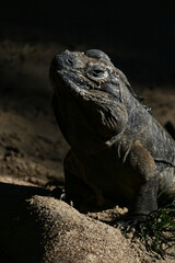 Australian lizard reptile