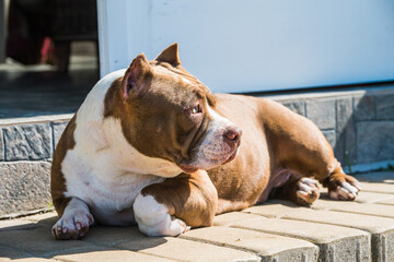Red color American Bully dog is lying on the doorstep