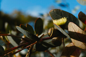 Blooming flower of a native Australian Eucalyptus tree