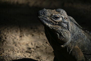 Australian lizard reptile