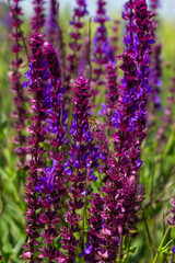 Obraz premium Close up Salvia nemorosa herbal plant with violet flowers in a meadow