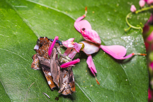 Orchid mantis eating butterfly, Pink orchid mantis, Hymenopus coronatus, Walking flower mantis or Flower mantises