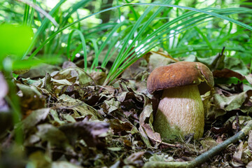 Boletus reticulatus and commonly referred to as the summer cep is a basidiomycete fungus of the genus Boletus