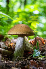 Delicious fungus boletus, Leccinum scabrum in a wood. summer day, in the natural environment