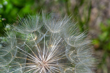 Goatsbeard, Tragopogon pratensis, flower seed head close up with feathery seeds and a blurred background of leaves