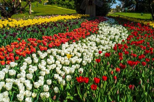 wooden decorative miniature windmill and Field of colorful tulips on sunny day, A beautiful landscaped garden of flowers. wishing tree branches and evil eye beads. 