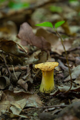 Wild golden-colored delicacy chanterelle mushroom in the forest amount green moss, wild edible mushrooms, close up, vertical