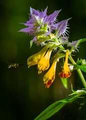 Melampyrum. Field flower. The flower of a cowwheat growing on a summer meadow