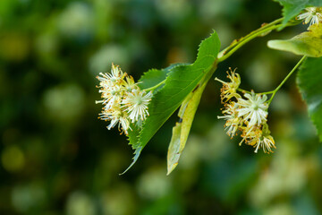 Linden flowers on a tree. Close-up of linden blossom. Blooming linden tree in the summer forest