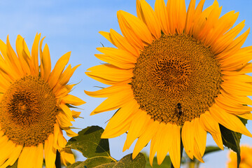 Sunflowers, słoneczniki - obrazy, fototapety, plakaty