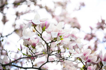 Obraz premium Branch of magnolia tree with beautiful white flowers on blurred background, closeup. Spring season