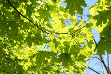 Fototapeta na wymiar Beautiful branch of maple tree with green leaves outdoors, low angle view