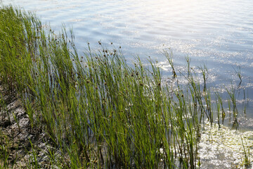 Obraz premium View of green reeds on river shore