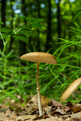 Mushroom on the floor. Xerula is a genus of gilled mushrooms in the family Physalacriaceae