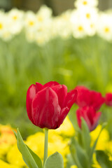 Obraz premium perfect red tulips on a green background , spring-blooming and the flowers are usually large , so beautiful in garden. Selective focus tulips. Flawless velvet Tulipa.