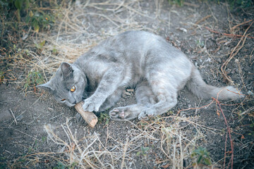 A gray kitten lies on the ground and gnaws a stick