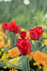 Fototapeta premium perfect red tulips on a green background , spring-blooming and the flowers are usually large , so beautiful in garden. Selective focus tulips. Flawless velvet Tulipa.