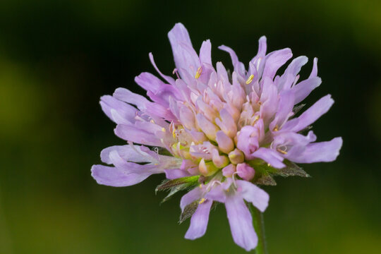 Beautiful single flower of the field scabious Knautia arvensis, close-up view on the green blurred background