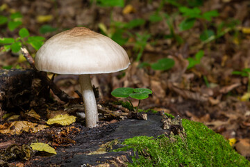 Volvariella gloiocephala is alsno known as big sheath mushroom, rose-gilled grisette or stubble rosegill