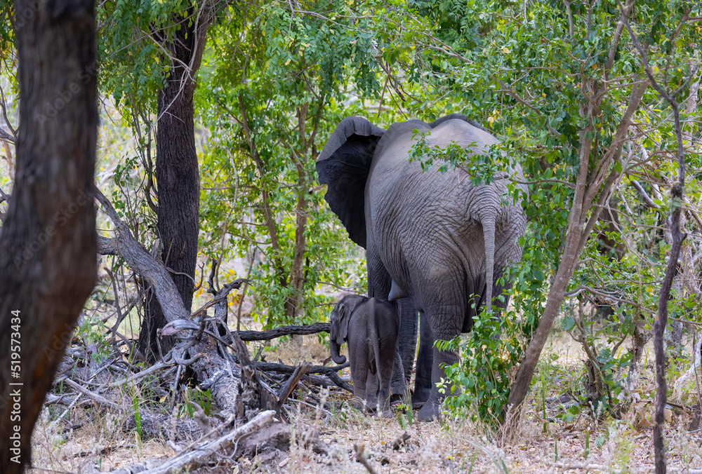 Wall mural Elephant with baby calf in a protected natural bush land habitat in an East Africa national park