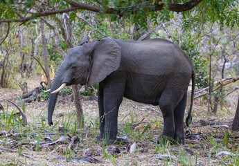 Single lone Elephant in protected natural bush land habitat in an East Africa national park