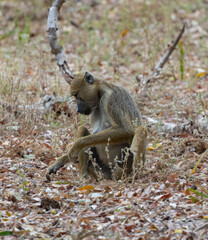 Yellow Baboon foraging in natural bush land habitat in protected East African national park 