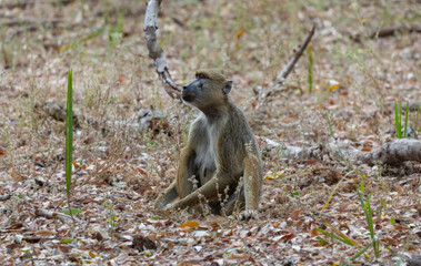 Yellow Baboon foraging in natural bush land habitat in protected East African national park 