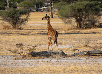 Naklejka na ściany i meble Baby infant Giraffe in East African natural habitat national park area