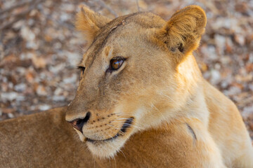Close up of Lioness face with scar in natural protected habitat in an East African national park