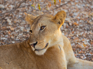 Naklejka premium Close up of Lioness face with scar in natural protected habitat in an East African national park
