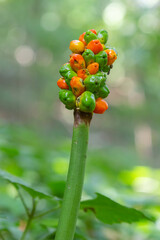 Arum maculatum with red berries also called Cuckoo Pint or Lords and Ladies, poisonous woodland plant against a dark green background, copy space, close-up shot, selected focus, narrow depth of field