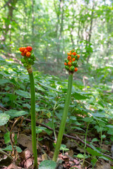 Arum maculatum with red berries also called Cuckoo Pint or Lords and Ladies, poisonous woodland plant against a dark green background, copy space, close-up shot, selected focus, narrow depth of field